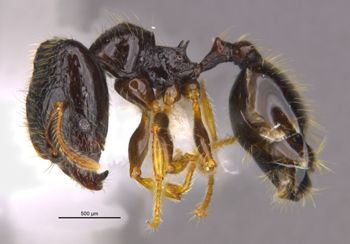 Media type: image;   Entomology 36171 Aspect: habitus lateral view